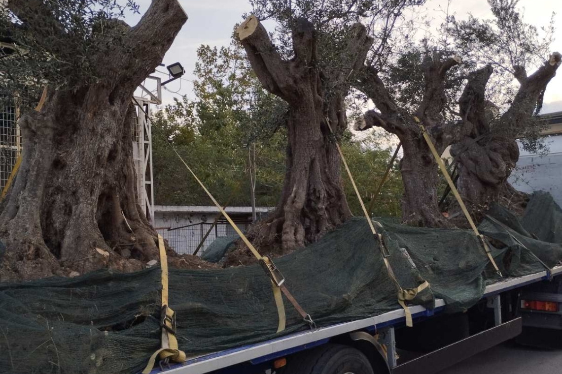 Δέκα αιωνόβιες ελιές δώρισε η ΕΡΓΟΣΕ στον Δήμο Περάματος