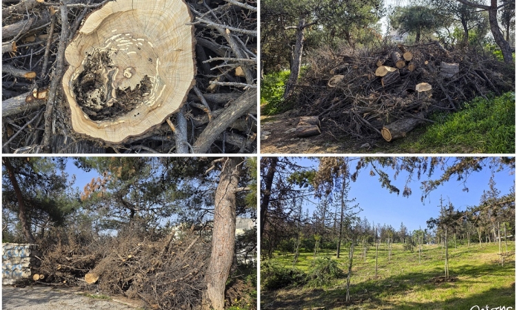 Νίκαια: Σχέδιο αξιοποίησης και αποκατάστασης για το Άλσος Αγίου Φιλίππου