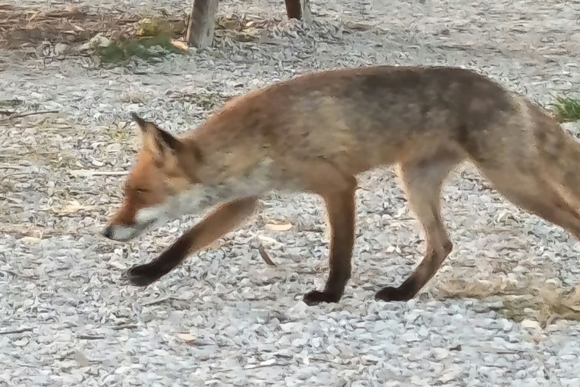 Σαλαμίνα: Σαφάρι αλεπούδων