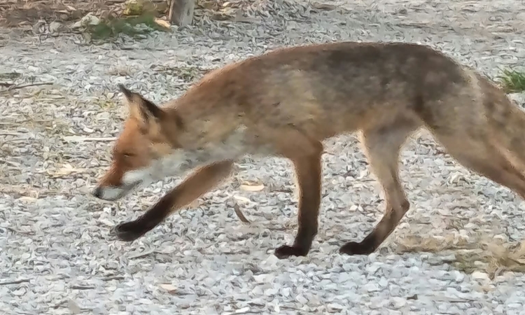 Σαλαμίνα: Σαφάρι αλεπούδων